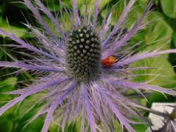 2013-08-18_Regina-F-Rau_Schachen_Blumen  (196).JPG